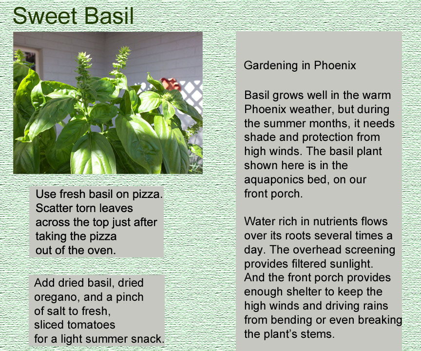 basil info box