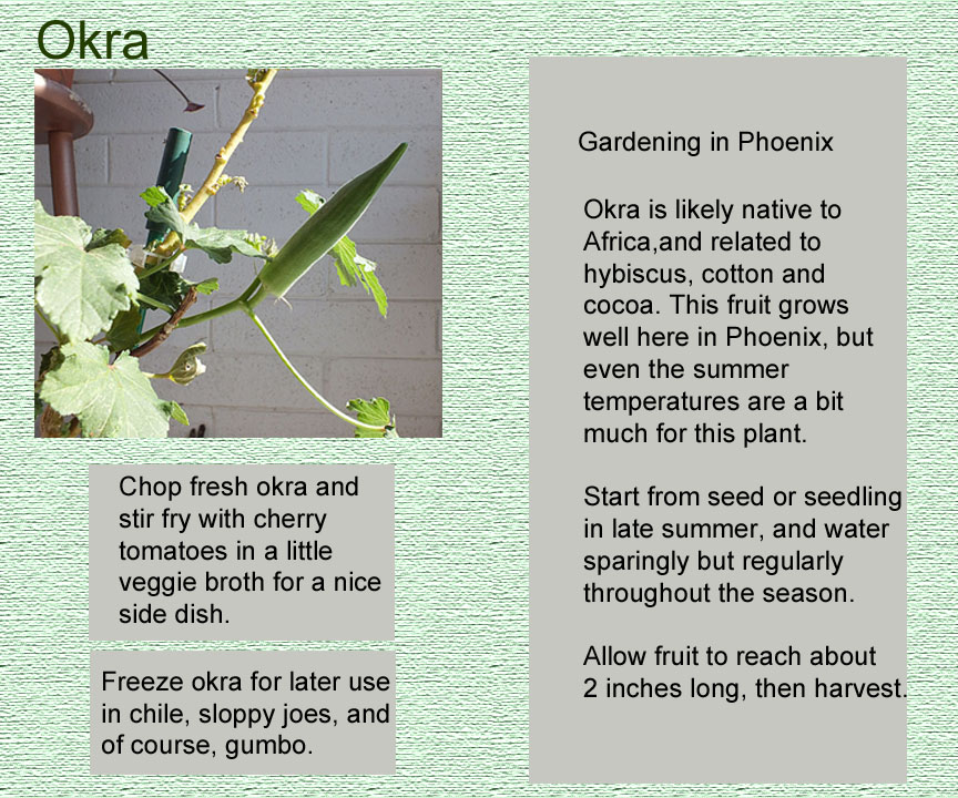 okra info box