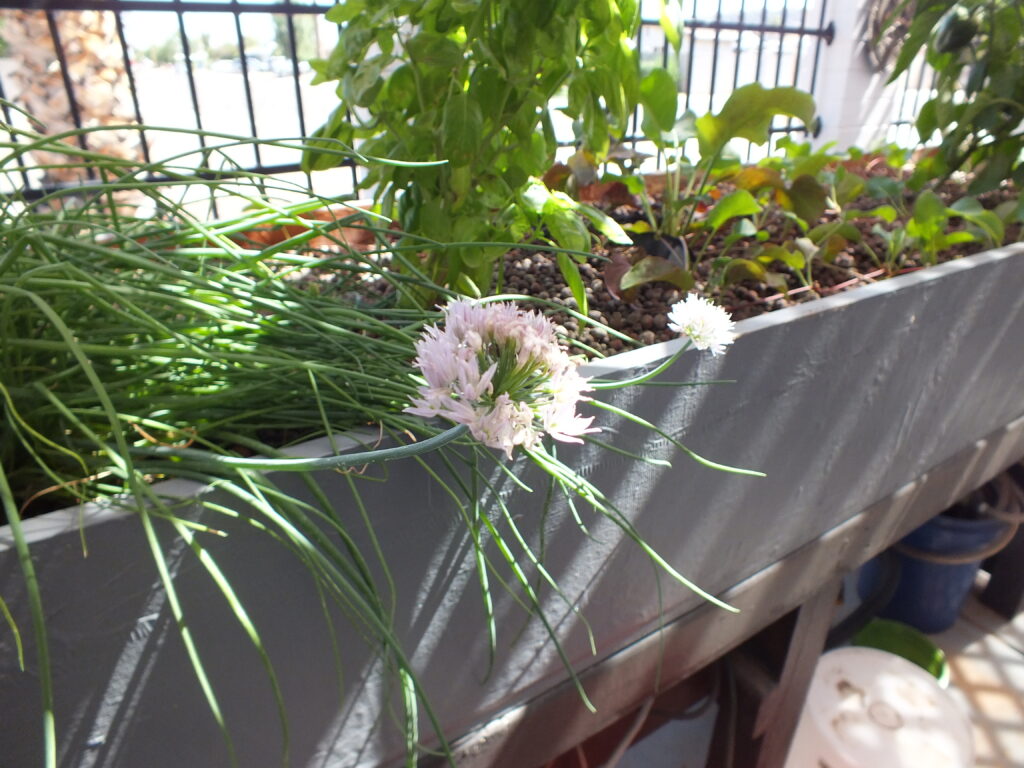 DSCF5505