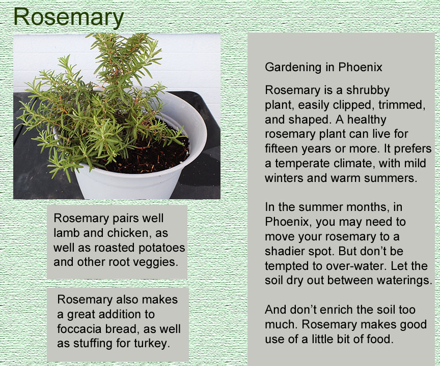 rosemary post
